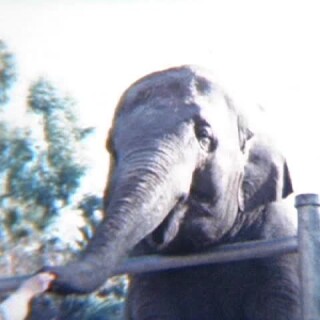 NOSEY